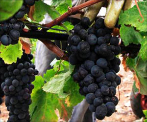 Grapes can Help Protect Your Teeth from Decay Grapes can Help Protect Your Teeth from Decay