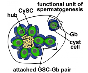 Sperm Cells of Fruitfly Unveil Complex Coordination in Stem Cell Replication