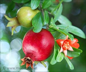 Pomegranate Leaves: Nature's Secret Remedy for Health and Wellness