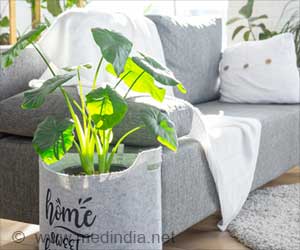 Top 10 Health Benefits of Indoor Plants
