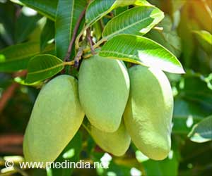 Power-Packed Benefits of Raw Mango
