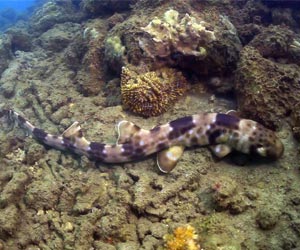 Meet the 'walking Shark' Meet the 'walking Shark'