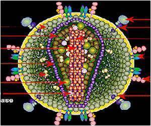 Simulations Describe HIV's Maturation in Cells
Simulations Describe HIV's Maturation in Cells
