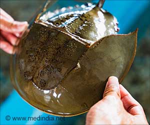 Blue Blood of Horseshoe Crabs - A Silent Partner Who Ensures Vaccine Safety