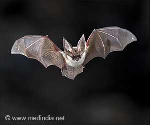 Bats' Genomic Defense Against Viruses and Cancer

