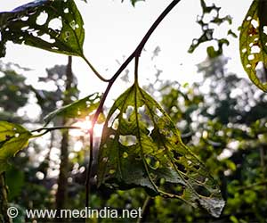 Indian Plum Bidara: Nature's Answer to Antibiotic Resistance