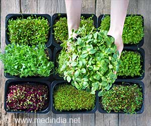 Microgreens from Grains: The New Superfoods You Need to Know