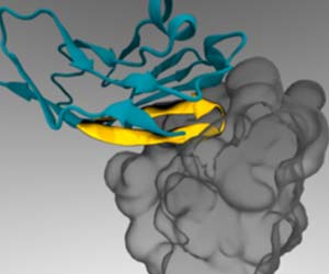 Nanoparticles With Protein Passports Deliver More Medication to Tumors: Study
Nanoparticles With Protein Passports Deliver More Medication to Tumors: Study