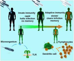 The Wait is Over - Nobel Prize for Medicine 2011 Announced