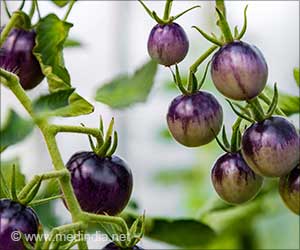 Purple Tomatoes - The Next New Fruit on Supermarket Shelves