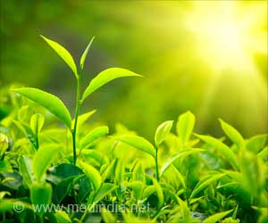 Green Tea Plant Compound Has Potential To Combat TB: Study