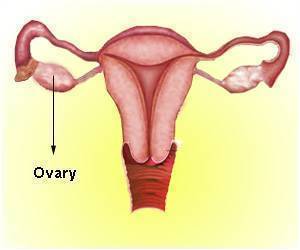 Miniature Brain and Skull Found Inside Ovary of 16 Year Old Girl