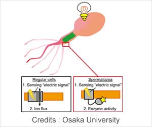 New Breakthrough may Aid in Future Fertility Treatments