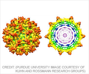 New Insights Detail Immature Zika Virus Structure