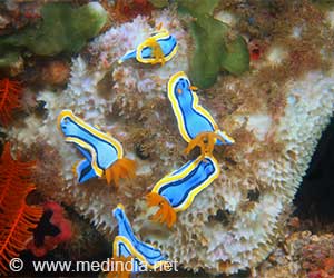 Sea Slugs Offer Hope for Future Cancer Treatments