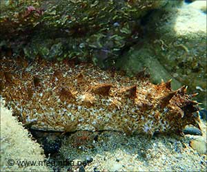  Sea Cucumber: Metabolomic Marvels of Stichopus Cf. Horrens