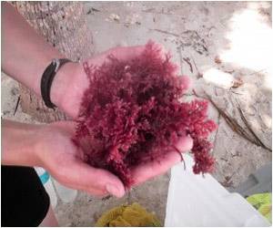  Try the 'Seaweed Shake' for Effective Weight Loss