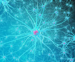 Astrocytes Eat Neuronal Connections to Maintain Plasticity in Adult Brains: Study