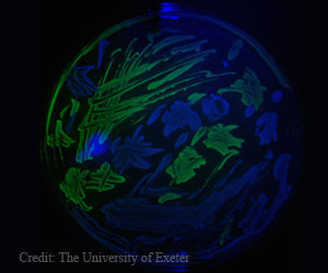 Antibiotics Stimulate the Growth of Bacteria