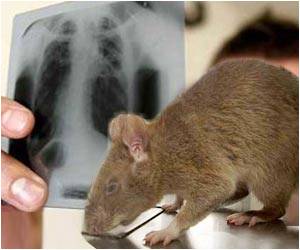  Detecting Tuberculosis: No Microscopes, Just Rats