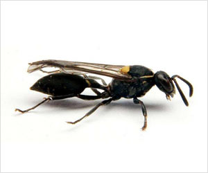 Venom Of Brazillian Wasp Shows Potential To Destroy Tumor Cells