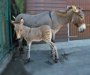 Zonkey, Hybrid of Zebra and Donkey Born in Italy