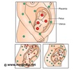 Blood Group and Rhesus (Rh) Antibodies