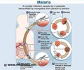 Malaria Drug Resistance