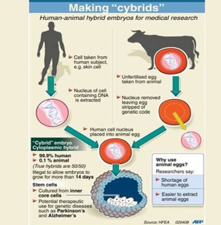 Infographic on Cytoplasmic Hybrid Embryo