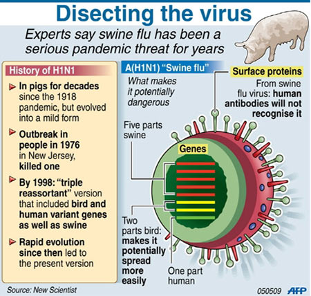 Infographics on Swine Flu