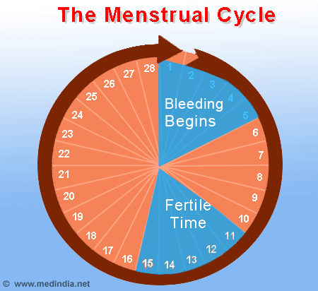 Menstrual Cycle - Infographic