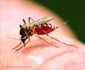 Interesting Health Facts on Dengue