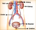 Interesting Facts about Urinary System