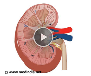 Anatomy of Urinary System