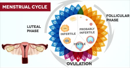 When are the most fertile days?