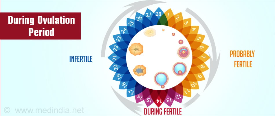 Ovulation Calculator Chart