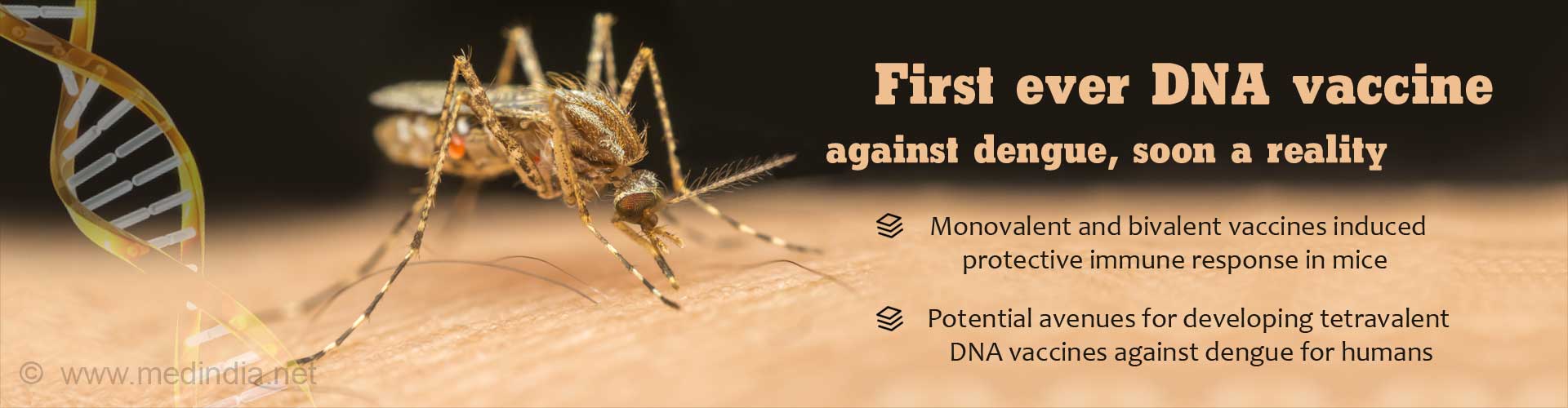 First ever DNA vaccine against dengue, soon a reality
- Monovalent and bivalent vaccines induced protective immune response in mice
- Potential avenues for developing tetravalent DNA vaccines against dengue for humans