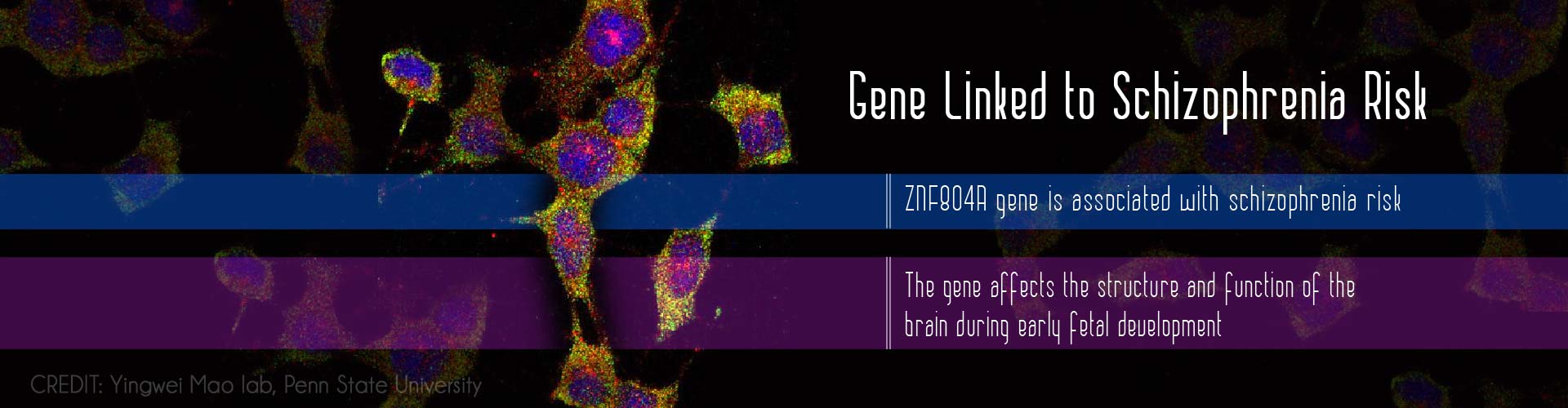Gene linked to schizophrenia risk
- ZNF804A gene is associated with schizophrenia risk
- The gene affects the structure and function of the brain during early fetal development
