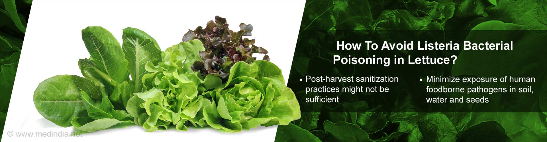 How to avoid listeria bacterial poisoning in lettuce?
- post-harvest sanitizaion practices might not be sufficient
- minimize exposure of human foodborne pathogens in soil, water and seeds
