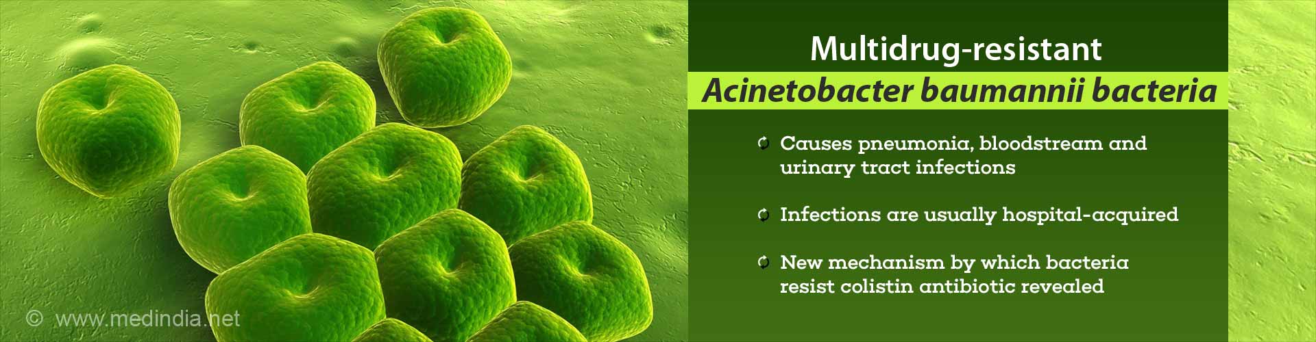 multidrug resistant acinetobacter baunannii bacteria
- causes pneumonia, bloodstream and urinary tract infections
- infections are usually hospital-acquired
- new mechanism by which bacteria resist colistin antibiotic revealed
