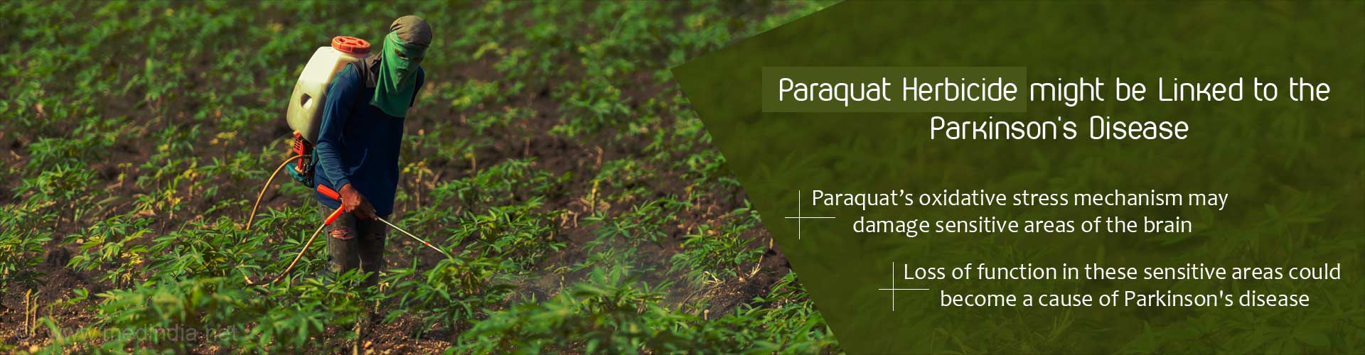 Paraquat herbicide might be linked to the Parkinson's Disease
- Paraquat's oxidative stress mechanism may damage sensitive areas of the brain
- Loss of function in these sensitive areas could become a cause of Parkinson's Disease