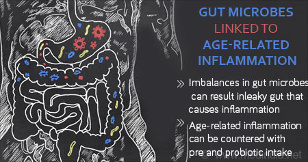 Link Between Gut Microbes and Age-Related Inflammation
