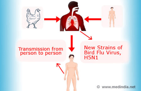Bird Flu / Avian Influenza - Infographic