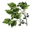 Blue Cohosh                                                                                                                                                                                             