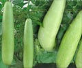 Nutritional Guard - Bottle Gourd or Lauki