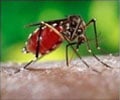 Mosquito Diseases