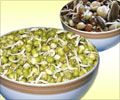Sprouts the Super Food – “Powerhouse of Nutrients” Sprouts the Super Food – “Powerhouse of Nutrients”