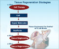 Tissue Engineering and Regenerative Medicine                                                                                                                                                            