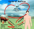 Anthrax - Bacillus - Symptoms - Diagnosis - Treatment - FAQs Anthrax - Bacillus - Symptoms - Diagnosis - Treatment - FAQs