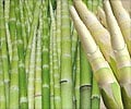 Bamboo Food                                                                                                                                                                                             